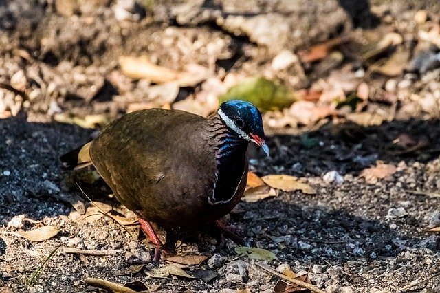 Téléchargement gratuit d'une image gratuite d'oiseau de pigeon de Cuba à modifier avec l'éditeur d'images en ligne gratuit GIMP