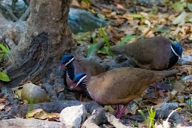 Kostenloser Download Cuba Pigeon Bird Blue-Headed - kostenloses Foto oder Bild zur Bearbeitung mit GIMP Online-Bildbearbeitung