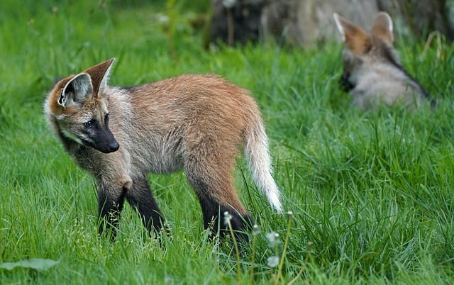 Free download cub family wolf mane maned wolf free picture to be edited with GIMP free online image editor