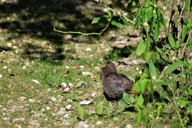 Free download Cuckoo Begging Bill -  free photo or picture to be edited with GIMP online image editor