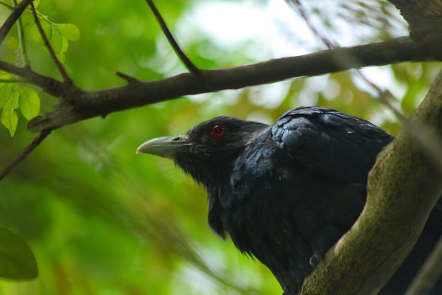 Free download cuckoo bird koel wildlife nature free picture to be edited with GIMP free online image editor