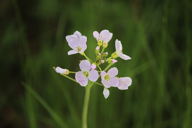 Free download cuckoo flowers ladies coat mayflower free picture to be edited with GIMP free online image editor