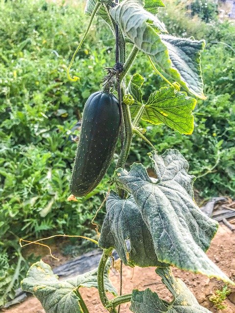 Free download Cucumber Orchard Vegetables -  free free photo or picture to be edited with GIMP online image editor