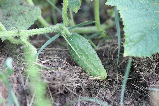 Descărcare gratuită Cucumber The Plot Vegetables - fotografie sau imagini gratuite pentru a fi editate cu editorul de imagini online GIMP