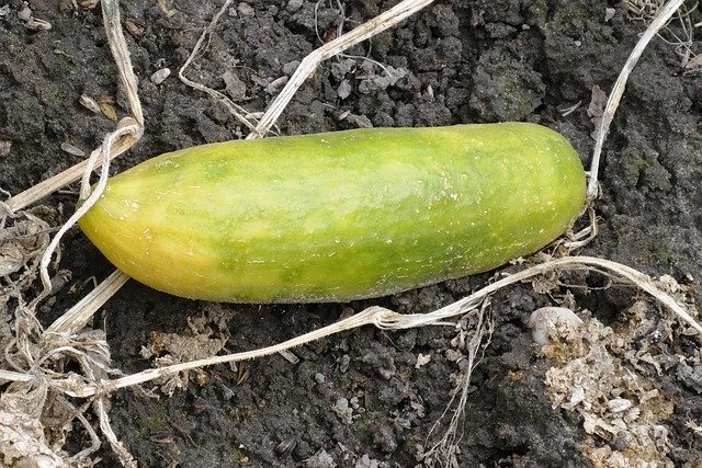 Free picture Cucumber Vegetable Garden -  to be edited by GIMP free image editor by OffiDocs