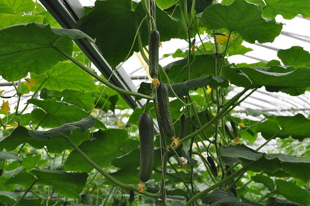 Free download Cucumber Vegetables Agriculture -  free photo or picture to be edited with GIMP online image editor
