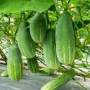 cucumber wallpaper  screen for extension Chrome web store in OffiDocs Chromium