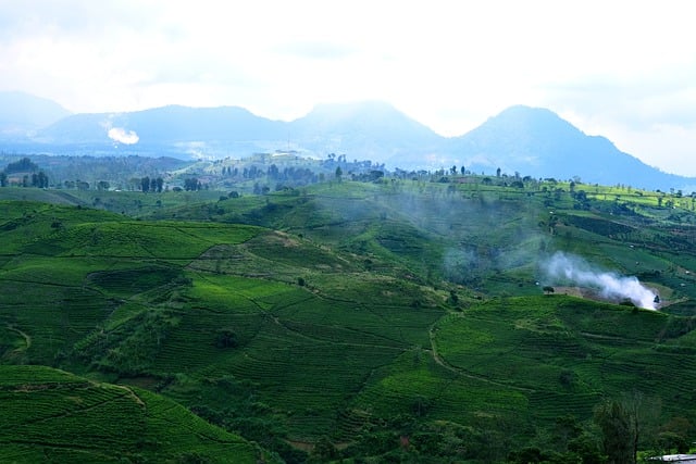 Free download cukul tea plantation pengalengan free picture to be edited with GIMP free online image editor