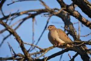 Free download Curious Dove free photo or picture to be edited with GIMP online image editor