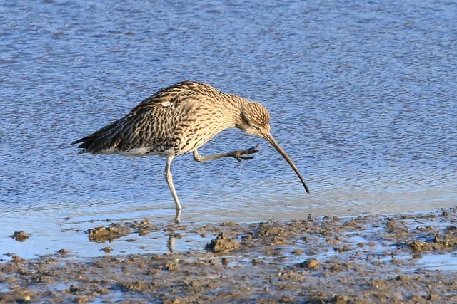 Free download curlew bird shore eurasian curlew free picture to be edited with GIMP free online image editor