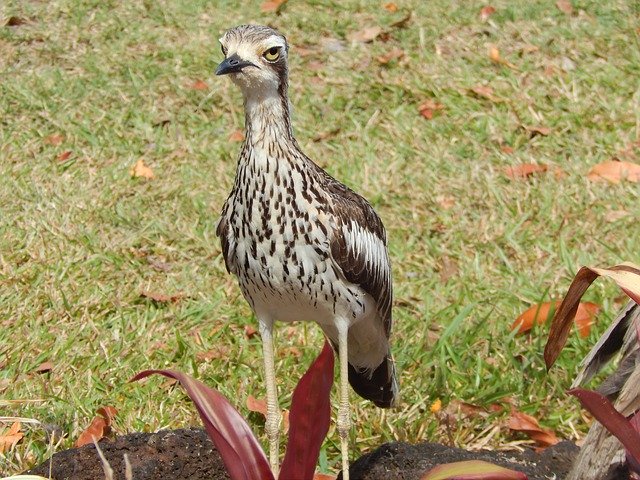 Unduh gratis Curlew Bird Suspicious - foto atau gambar gratis untuk diedit dengan editor gambar online GIMP