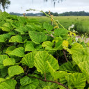 Curly green leaves  screen for extension Chrome web store in OffiDocs Chromium