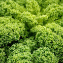 Curly Lettuce  screen for extension Chrome web store in OffiDocs Chromium