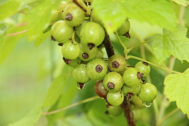 Free download currant berry not ripe green free picture to be edited with GIMP free online image editor