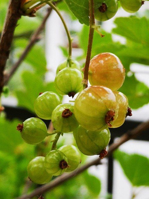 Unduh gratis Currant Fruit Nature - foto atau gambar gratis untuk diedit dengan editor gambar online GIMP