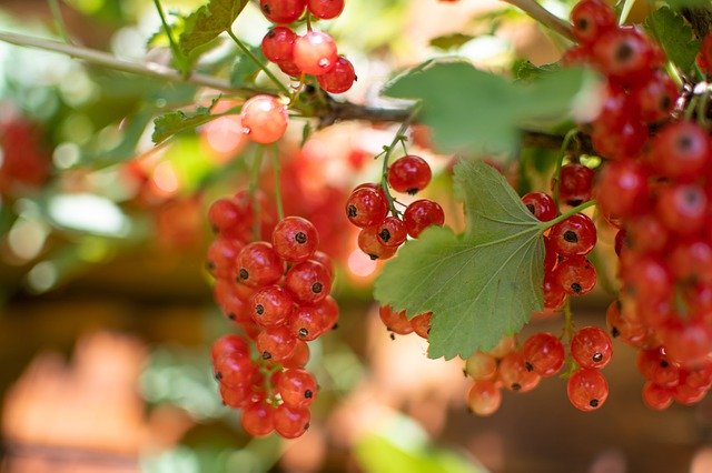 Unduh gratis Currant Red Fruit - foto atau gambar gratis untuk diedit dengan editor gambar online GIMP