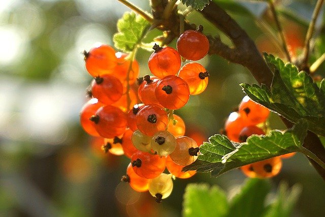 Free download currants fruit berries food fresh free picture to be edited with GIMP free online image editor