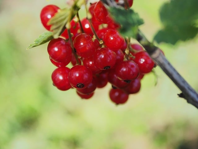 Free download currants fruit nature plant shrub free picture to be edited with GIMP free online image editor