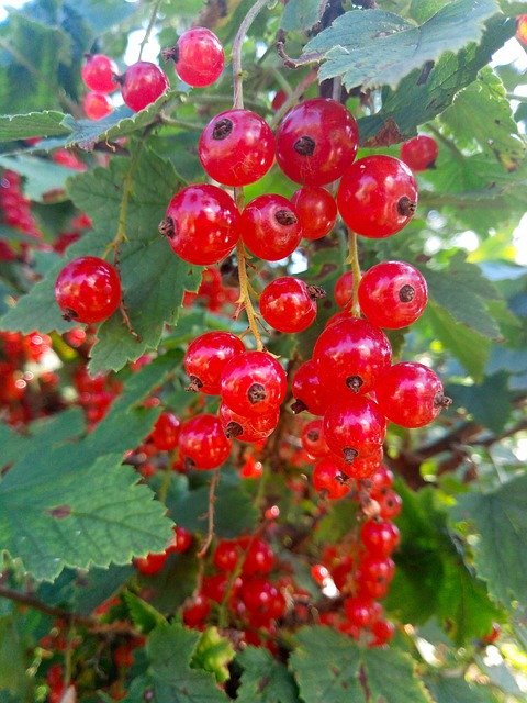 Bezpłatne pobieranie Currant Summer Red - bezpłatne zdjęcie lub obraz do edycji za pomocą internetowego edytora obrazów GIMP