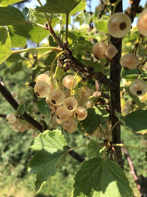 Free download Currant Vitamins Healthy -  free photo or picture to be edited with GIMP online image editor