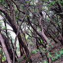 Curved branches  screen for extension Chrome web store in OffiDocs Chromium