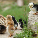 Cute, adorable chicks  screen for extension Chrome web store in OffiDocs Chromium