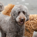 Cute adorable dogs  screen for extension Chrome web store in OffiDocs Chromium