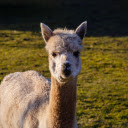 Cute alpaca  screen for extension Chrome web store in OffiDocs Chromium