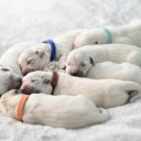 Cute and beautiful puppies  screen for extension Chrome web store in OffiDocs Chromium