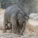 Cute Baby Elephant  screen for extension Chrome web store in OffiDocs Chromium