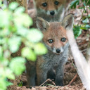 Cute Baby Fox  screen for extension Chrome web store in OffiDocs Chromium