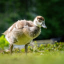 Cute Baby Gosling  screen for extension Chrome web store in OffiDocs Chromium