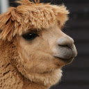 Cute Camel  screen for extension Chrome web store in OffiDocs Chromium