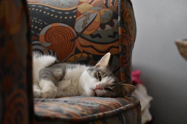 Free download Cute Cat Sleepy Kitty -  free photo or picture to be edited with GIMP online image editor