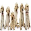 Cute Dogs  screen for extension Chrome web store in OffiDocs Chromium