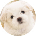 Cute Dogs  Puppies Wallpaper  screen for extension Chrome web store in OffiDocs Chromium