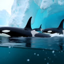 Cute Dolphins  screen for extension Chrome web store in OffiDocs Chromium