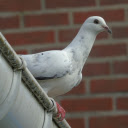 Cute Dove  screen for extension Chrome web store in OffiDocs Chromium
