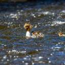 Cute Ducks  screen for extension Chrome web store in OffiDocs Chromium