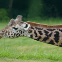 Cute Giraffe  screen for extension Chrome web store in OffiDocs Chromium