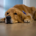 Cute golden dog  screen for extension Chrome web store in OffiDocs Chromium