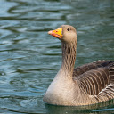 Cute Goose  screen for extension Chrome web store in OffiDocs Chromium