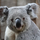 Cute Gray Koala  screen for extension Chrome web store in OffiDocs Chromium