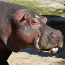 Cute Hippo  screen for extension Chrome web store in OffiDocs Chromium