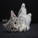 Cute Kitty  screen for extension Chrome web store in OffiDocs Chromium