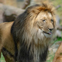 Cute Lion  screen for extension Chrome web store in OffiDocs Chromium