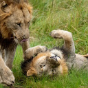 Cute Lions  screen for extension Chrome web store in OffiDocs Chromium