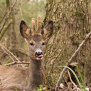 Cute Little Deer  screen for extension Chrome web store in OffiDocs Chromium