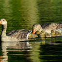 Cute little geese  screen for extension Chrome web store in OffiDocs Chromium