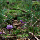 Cute little purple mushrooms  screen for extension Chrome web store in OffiDocs Chromium